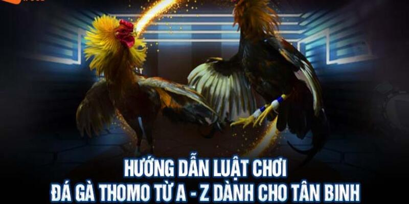 Chi tiết luật đá gà Thomo tại nhà cái Bk8